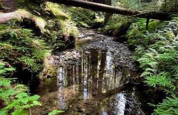 Avenue of the Giants River View Home (#1) - Foto 50