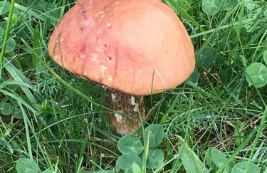 Dzika Plaża Wierzchucino - Foto 22