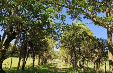 Recanto Bamboo Verde - Foto 13