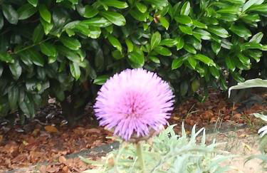 CAMPO DE SOBARBO - Guest House rural - Foto 56