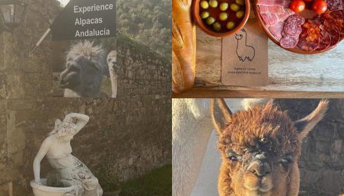 Experience Alpacas in Andalucia - Foto 2
