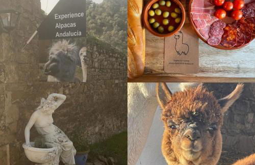 Experience Alpacas in Andalucia - Foto 1