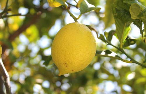 Casa do Limoeiro - Foto 44