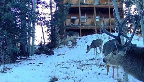 How would it feel to live close to the wildlife in a peaceful cozy cabin - Foto 3