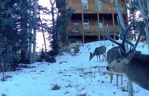 How would it feel to live close to the wildlife in a peaceful cozy cabin - Foto 3
