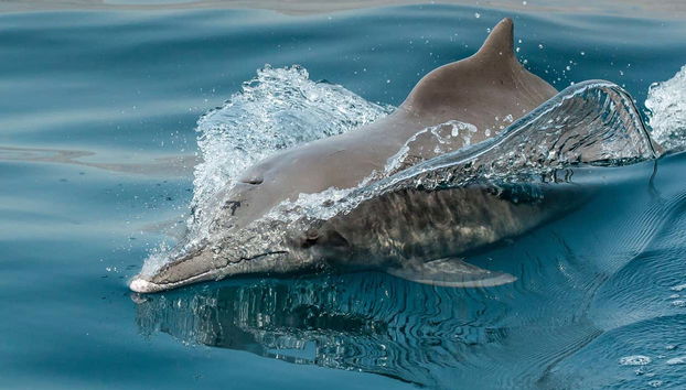 Dolphin Watching Cruise in Muscat - Foto 3