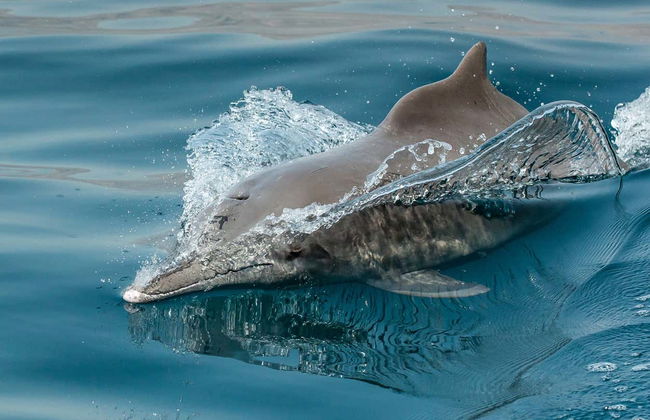 Dolphin Watching Cruise in Muscat - Foto 3