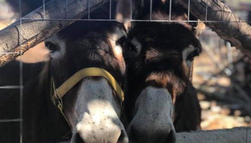 Agriturismo Papyrus - Foto 4