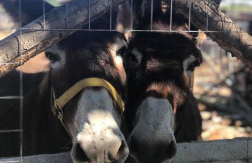 Agriturismo Papyrus - Photo 4