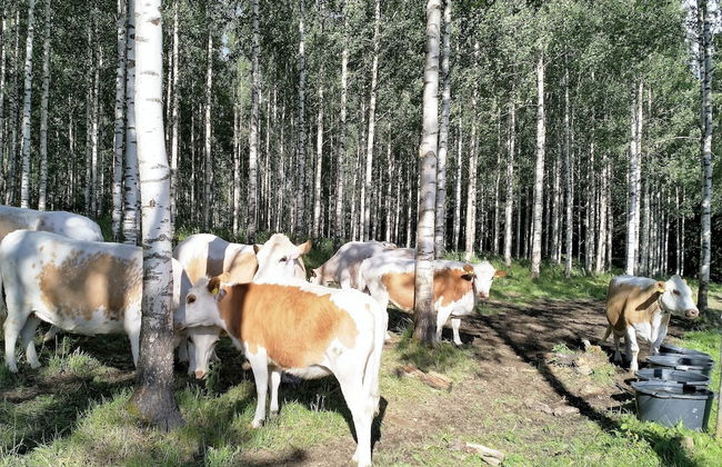 Anssilan Maatila - Foto 11