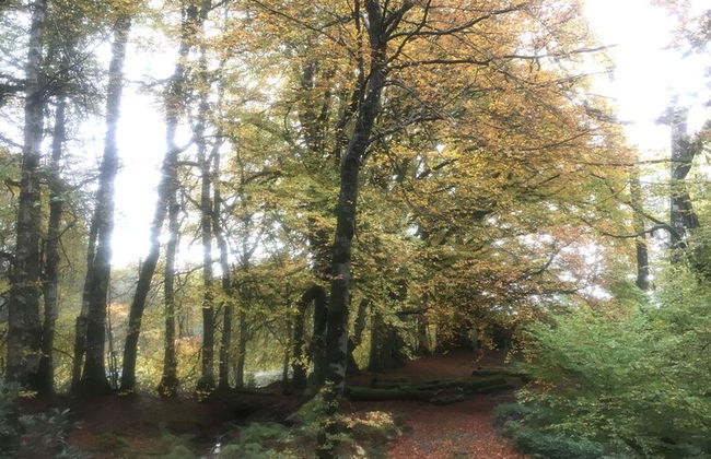 Cosy Woodland off Grid Shepherds Hut - Rowan - Foto 20