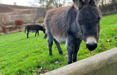 The Granary - Wild Swimming, Sauna, Peace & Quiet, Nr Bala - Photo 41