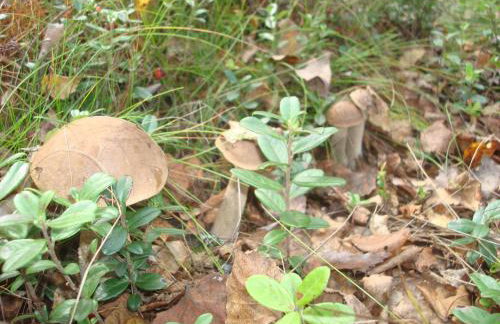 Chata Kurpiowska - Foto 38