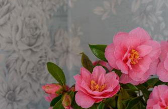 Grove Fort Self Catering Farmhouse - Foto 37