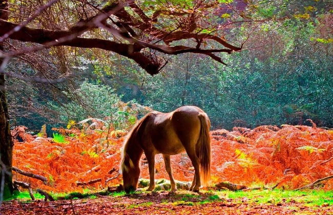 April Cottage - Foto 20