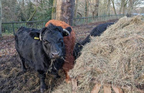 The Roost at The Gables Farm - Foto 15