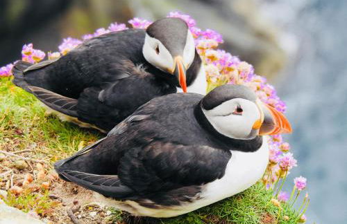 Quoys Self Catering - Foto 55