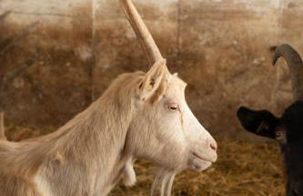 Agriturismo Soreie - Farmstay - Foto 10