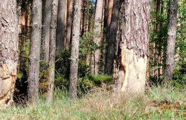 Leśna Chata kuracyjna nad rzeką z sauną w Borach Tucholskich - Foto 29