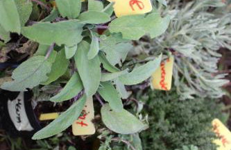 Felia Villa - Foto 67