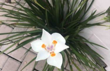 Suíte Residencial Branchini 2 - Photo 13