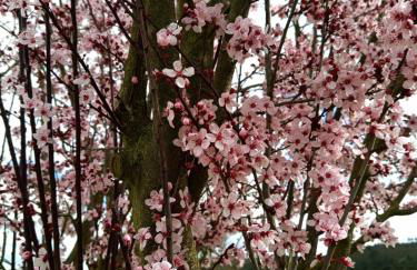 Monte da Esperança - Foto 65
