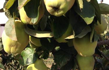 Agriturismo Mele - Foto 26