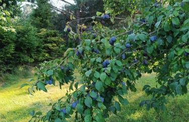 Zielone Kaszuby - agroturystyka z jacuzzi - Photo 35