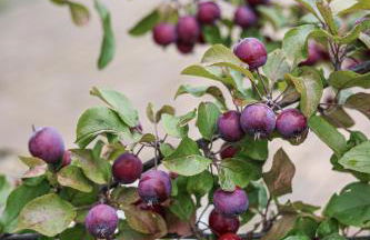 Brunnlochnerhof - Foto 35