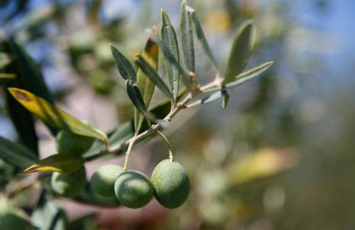 Villa Iris with Pool - Foto 37