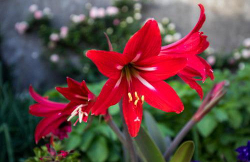 Apartments Bozica - Foto 20