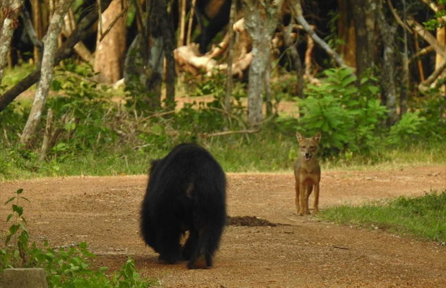 Wilpattu Tree House Hotel - Foto 62