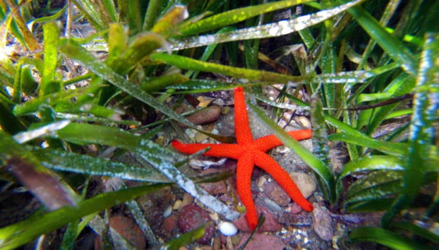Estrella de mar