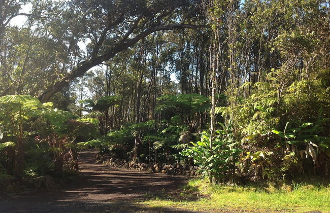 Volcano Rainforest Lodge - Foto 44