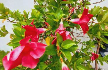 House with a tropical garden - Foto 13