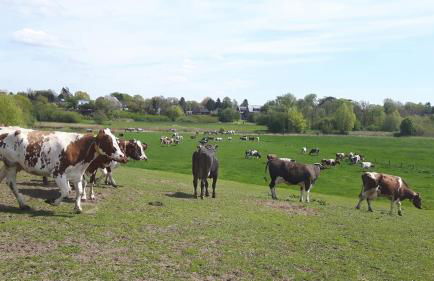 Ferienhof Gosch - Foto 11