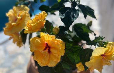 Villa Mariza Corfu - Foto 14