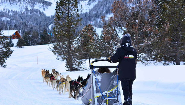Experiencia en un trineo tirado por perros
