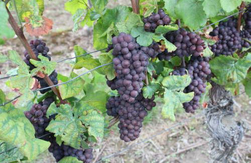 Casa Kühn - Foto 12