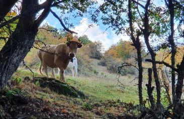 Casa Dulcinea en Brañosera - Foto 33