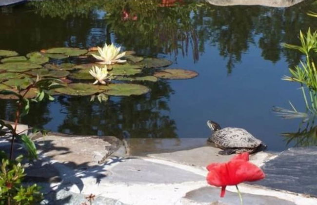 A Hidden Haven & Water Garden Cottages - Foto 47