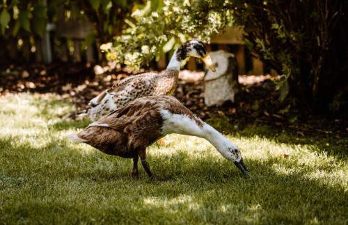 Ferienwohnung König Ludwig - Modernes Design-Apartment für Paare und Genießer am Starnberger See by LIVARIA - Foto 10