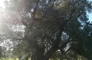 Trullo Alessandro e Villa Raffaela - Foto 156