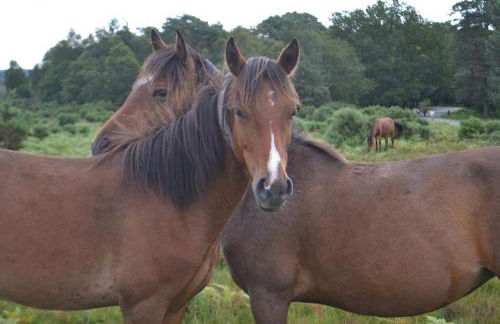 Bentley Cottage - Foto 20