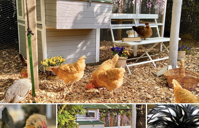 Old Hall Country Breaks - Foto 25