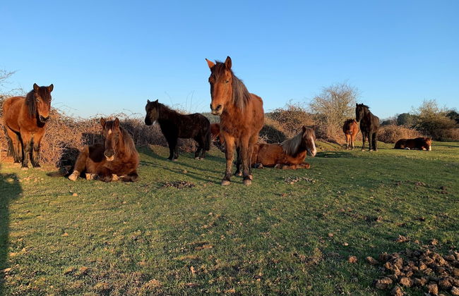 Forest Palms - Foto 37