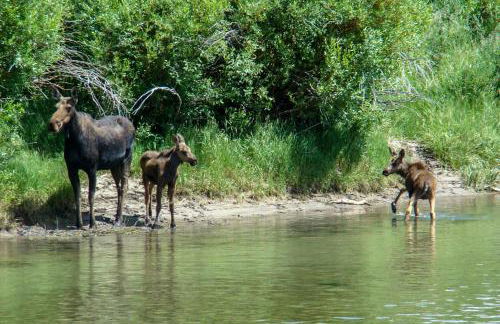 Cozy Cora Studio Cabin with Wind River Mtn Views - Photo 25