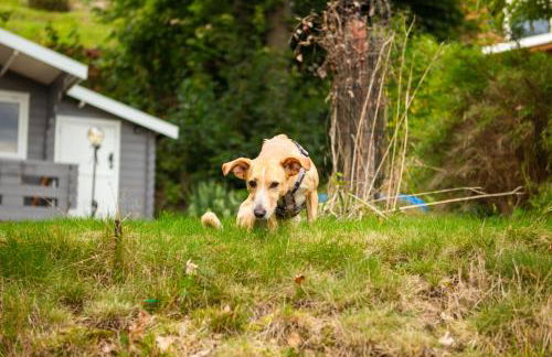 Ferienhaus Blockhaus am Hengstberg bei Dresden - Foto 12