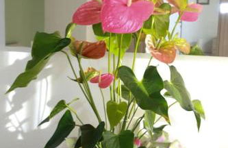 Cà d'Rita Monferrato - idromassaggio e piscina esterni - Foto 53