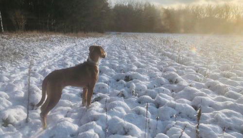 Spreewaldhaus Raddusch, Boote- Fahrräder gratis - Foto 3